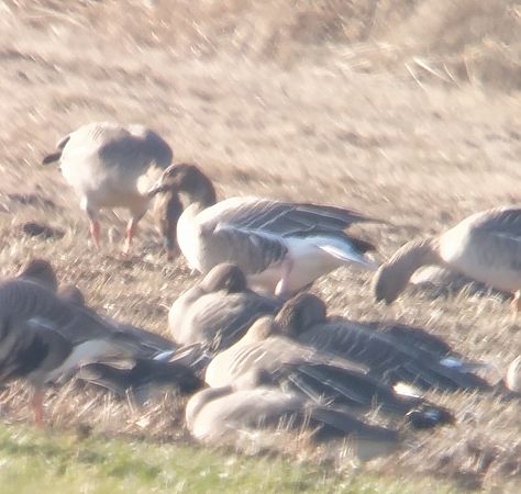 Kurzschnabelgans  - Adam Loręcki