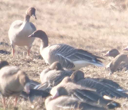 Oie à bec court  - Adam Loręcki