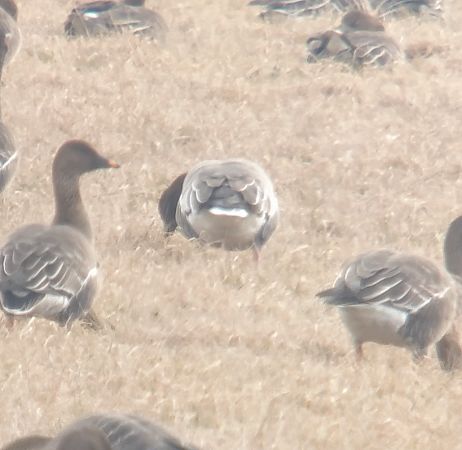 gęś krótkodzioba  - Adam Loręcki
