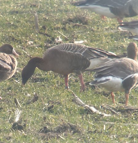 gęś krótkodzioba  - Adam Loręcki