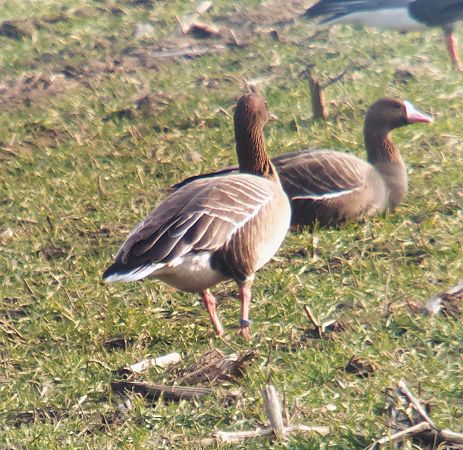 gęś krótkodzioba  - Adam Loręcki