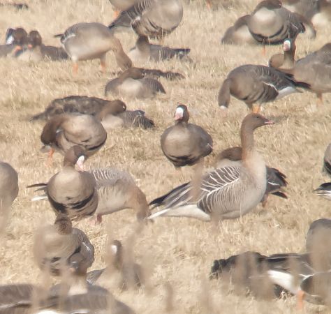gęś krótkodzioba  - Adam Loręcki