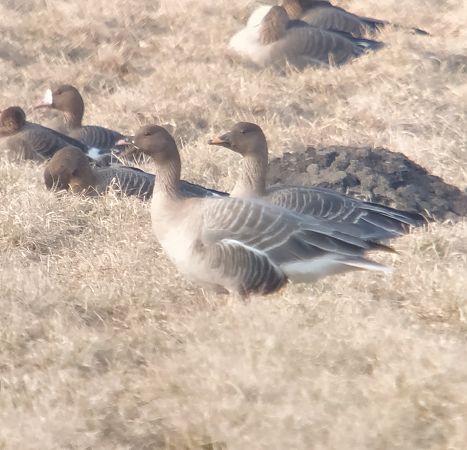 gęś krótkodzioba  - Adam Loręcki