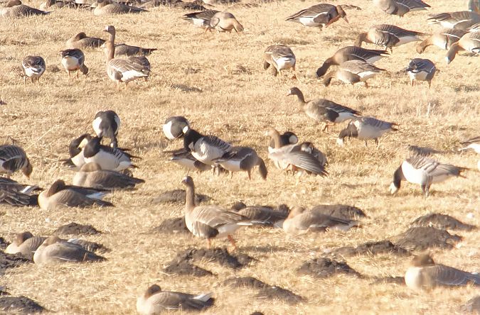 bernikla białolica  - Adam Loręcki