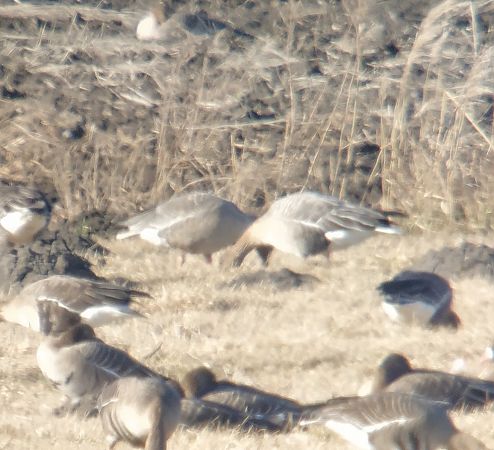 gęś krótkodzioba  - Adam Loręcki