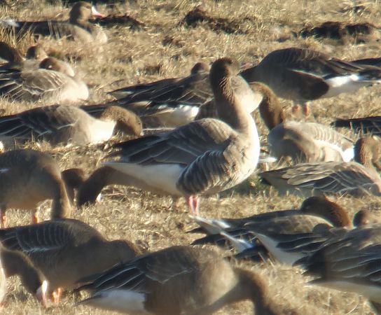 gęś krótkodzioba  - Adam Loręcki