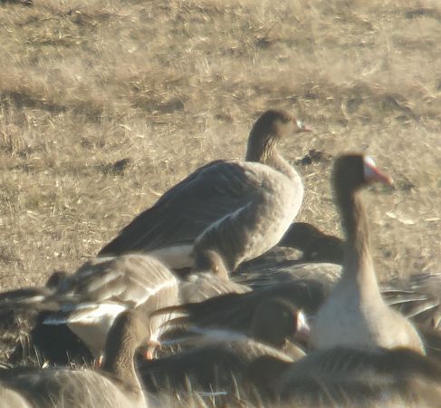 Kurzschnabelgans  - Adam Loręcki