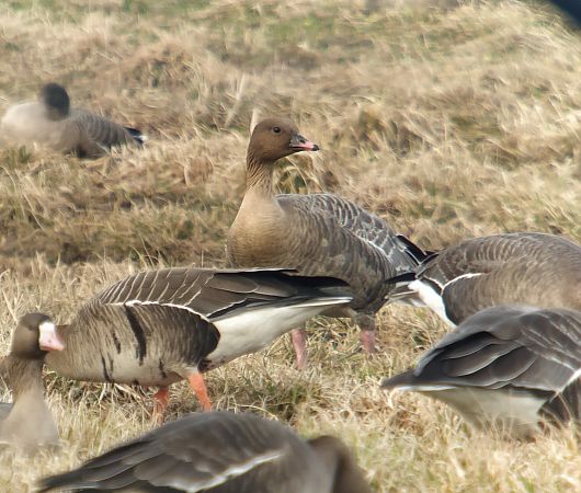 Oie à bec court  - Adam Loręcki