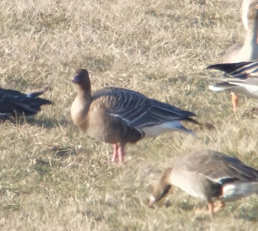 gęś krótkodzioba  - Adam Loręcki