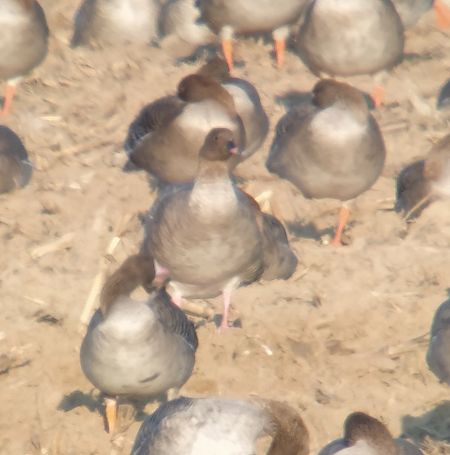 gęś krótkodzioba  - Adam Loręcki