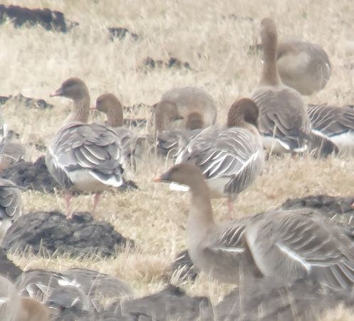 Pink-footed Goose  - Adam Loręcki