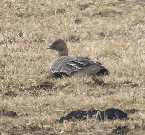 gęś krótkodzioba  - Adam Loręcki