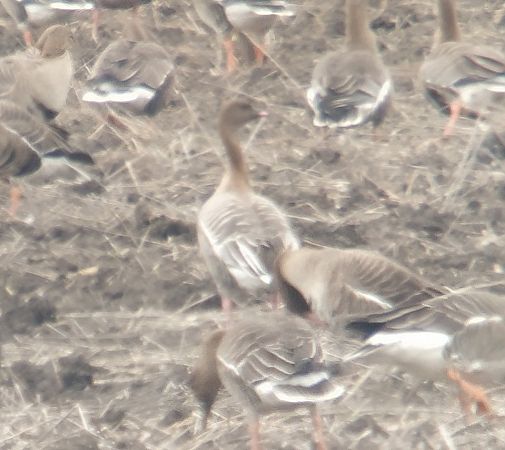 gęś krótkodzioba  - Adam Loręcki