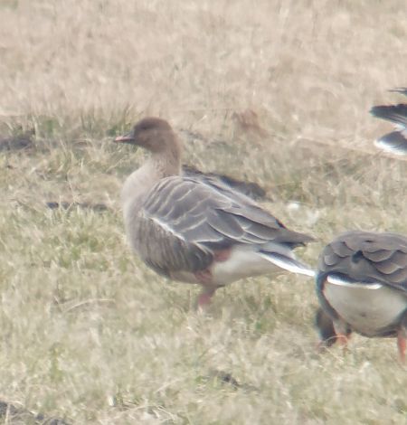 gęś krótkodzioba  - Adam Loręcki