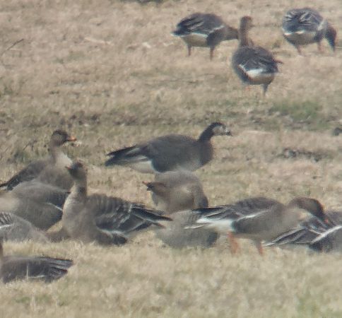 gęś Anser sp. x bernikla Branta sp.  - Adam Loręcki