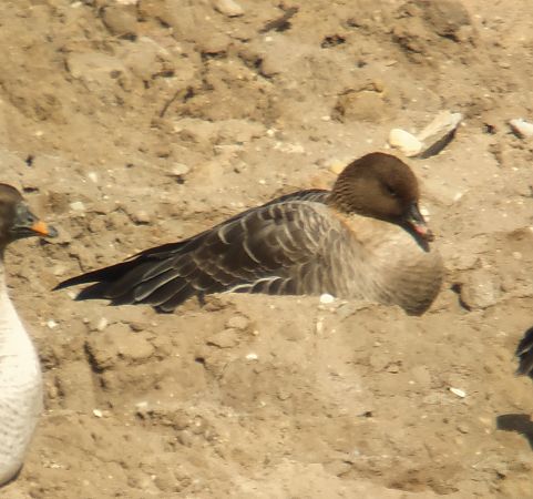 gęś krótkodzioba  - Adam Loręcki