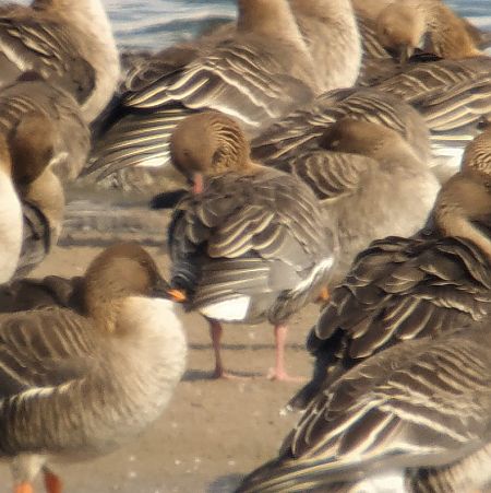 Oie à bec court  - Adam Loręcki
