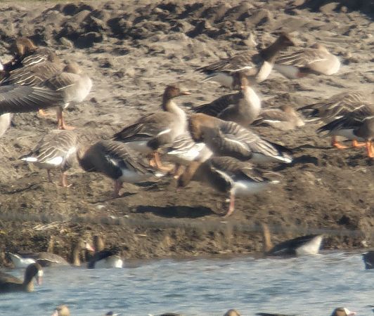 Oie à bec court  - Adam Loręcki