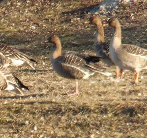 gęś krótkodzioba  - Adam Loręcki