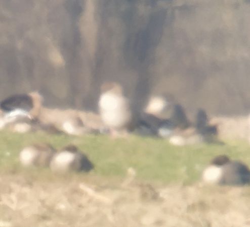 gęś krótkodzioba  - Adam Loręcki