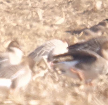 gęś krótkodzioba  - Adam Loręcki