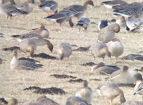 gęś krótkodzioba  - Adam Loręcki