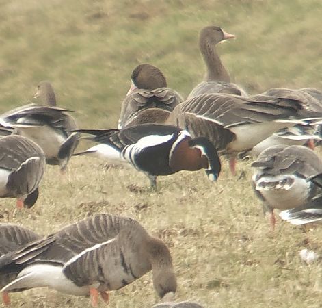 bernikla rdzawoszyja  - Adam Loręcki