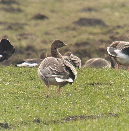 gęś krótkodzioba  - Adam Loręcki