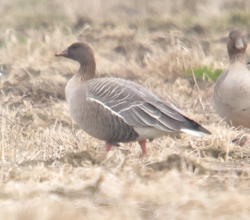 gęś krótkodzioba  - Adam Loręcki