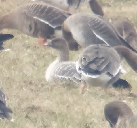 gęś krótkodzioba  - Adam Loręcki