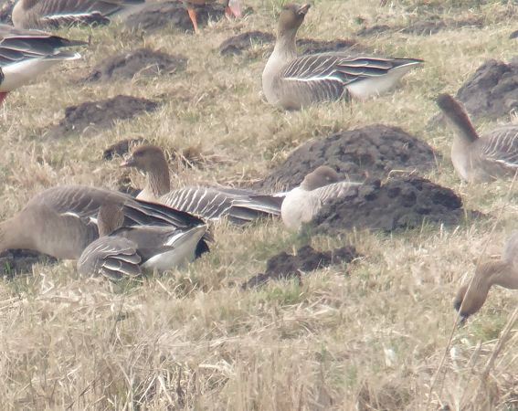 gęś krótkodzioba  - Adam Loręcki