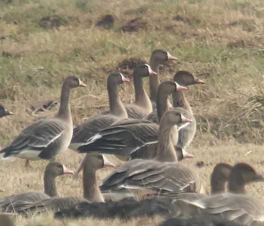gęś mała  - Adam Loręcki