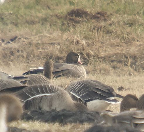 gęś mała  - Adam Loręcki