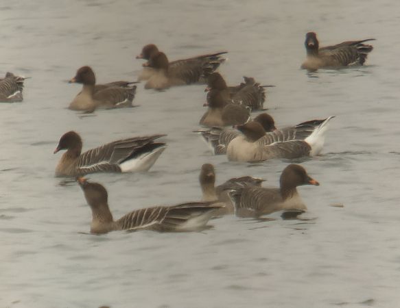 gęś krótkodzioba  - Adam Loręcki