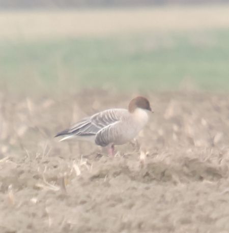 gęś krótkodzioba  - Adam Loręcki