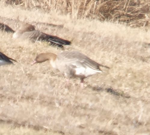 gęś krótkodzioba  - Adam Loręcki