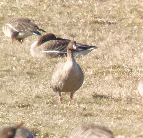 gęś krótkodzioba  - Adam Loręcki