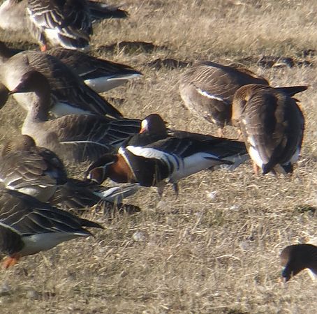 bernikla rdzawoszyja  - Adam Loręcki