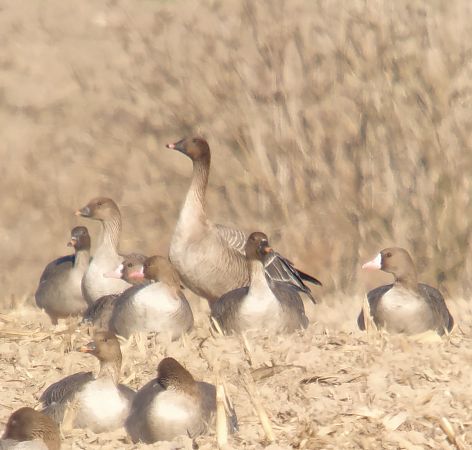gęś krótkodzioba  - Adam Loręcki