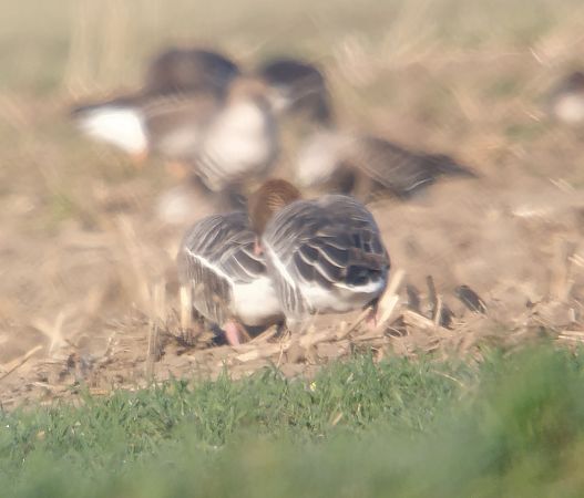 Kurzschnabelgans  - Adam Loręcki