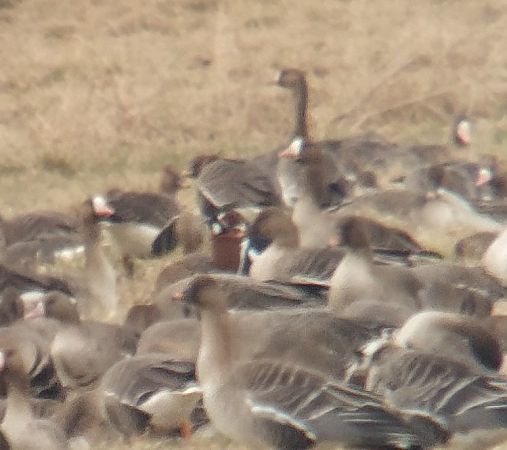 Rothalsgans  - Adam Loręcki