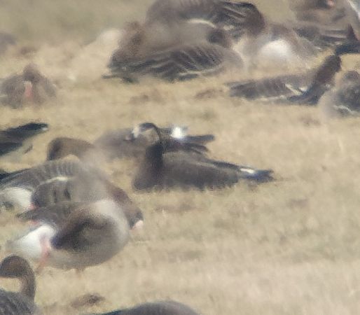 Oie hybride  - Adam Loręcki