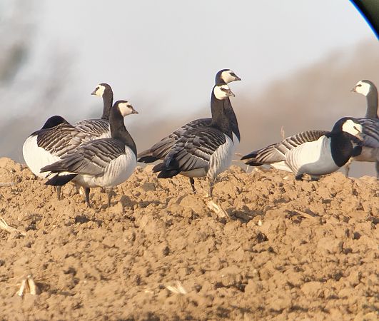 Weisswangengans  - Adam Loręcki