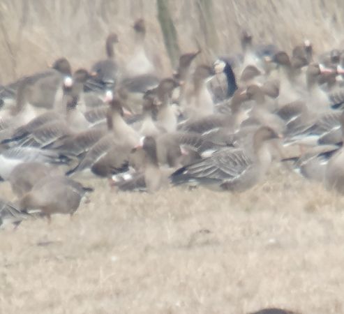 Oie naine  - Adam Loręcki