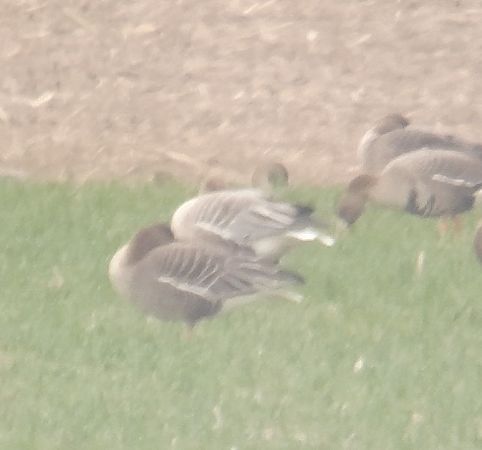 gęś krótkodzioba  - Adam Loręcki