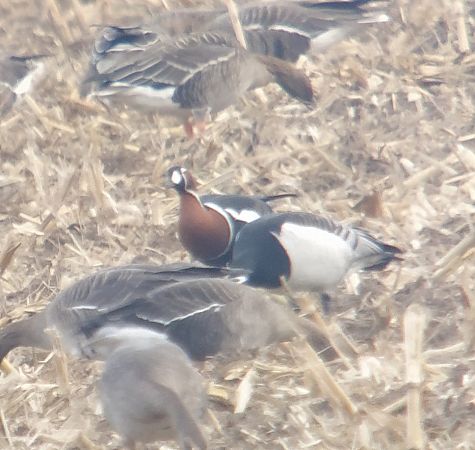 bernikla rdzawoszyja  - Adam Loręcki