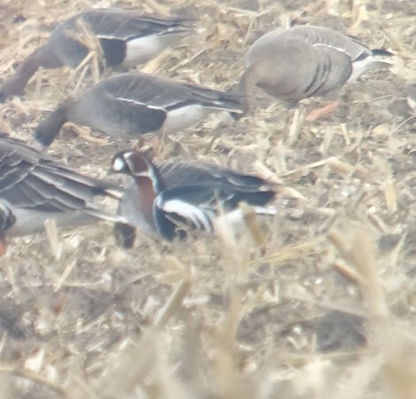 bernikla rdzawoszyja  - Adam Loręcki