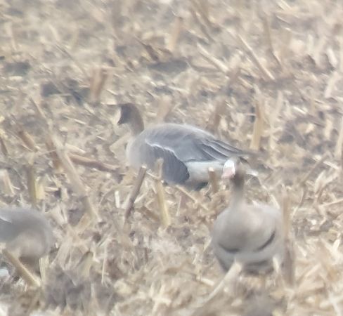 gęś krótkodzioba  - Adam Loręcki