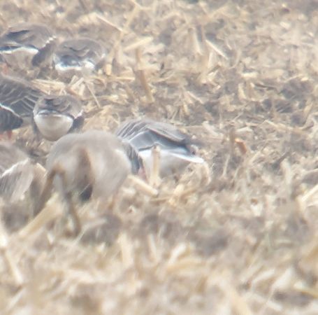 gęś krótkodzioba  - Adam Loręcki