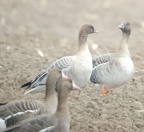 gęś krótkodzioba  - Adam Loręcki